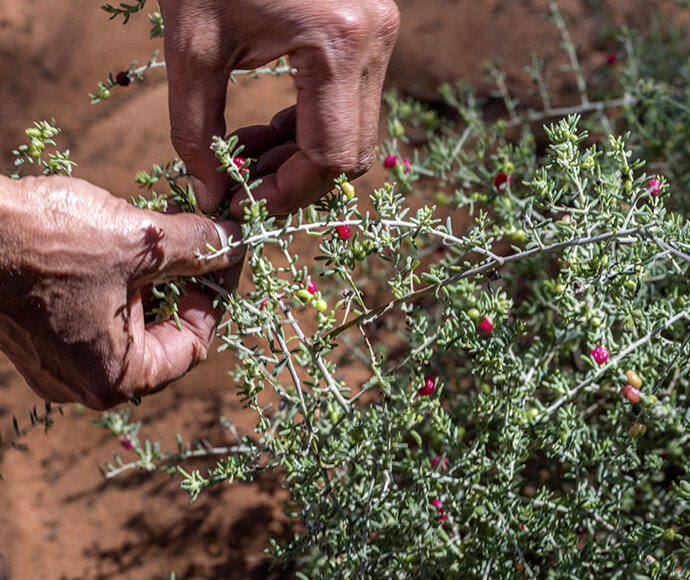 Hands carefully picking small red berries from a green, leafy plant in a sandy environment.