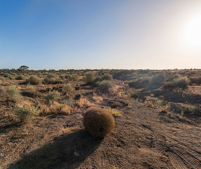 A landscape view of Mungo National Park in the Willandra Lakes World Heritage Region, featuring a dry, arid terrain with sparse vegetation and a tumbleweed in the foreground. The sun is low in the sky, casting long shadows and creating a warm, golden light over the scene.