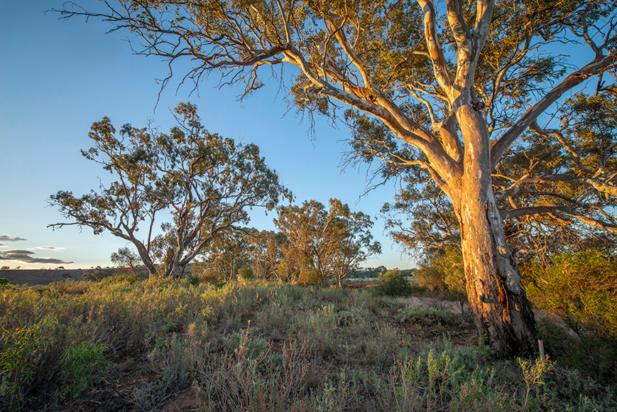 Homestead Creek picnic area in Mutawintji National Park, featuring large trees and vegetation under a blue sky.