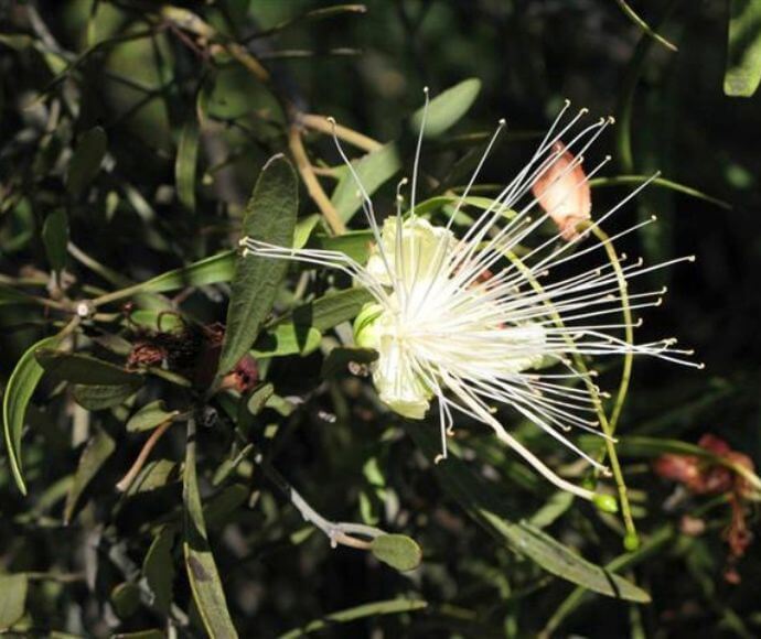 Narrow-leafed Bumble (Capparis loranthifolia var. loranthifolia) flower, Culgoa National Park