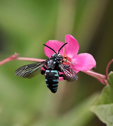 A black bee with white stripes and translucent wings hovers over a vivid pink flower, conveying a sense of natural beauty and delicate interaction.