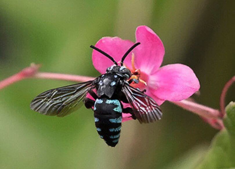 A black bee with blue stripes feeds on a vibrant pink flower. The image captures delicate wings and a lush green background, creating a serene scene.