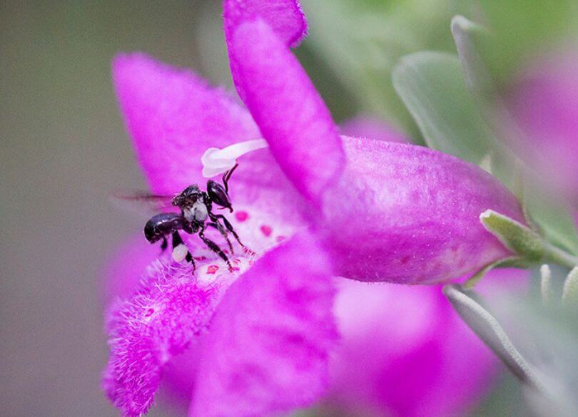 A black bee gathers nectar from a vibrant purple flower, its fuzzy petals contrasting with the bee's shiny body, conveying a sense of tranquillity and nature.