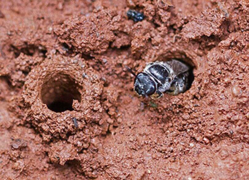 A close-up of a black bee emerging from a small hole in red soil. Another empty hole is visible nearby. The scene conveys activity and nature.