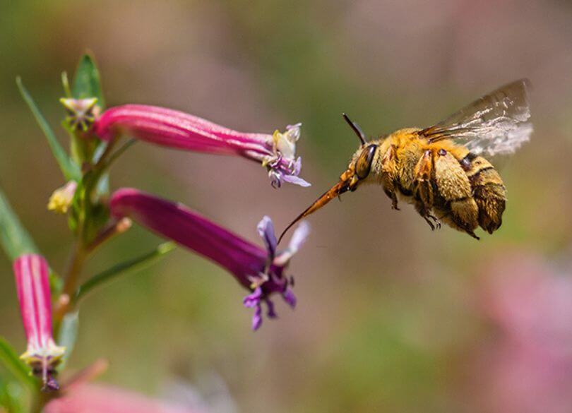 A golden bee hovers near a vibrant pink wildflower with its proboscis extended. The background is softly blurred, highlighting the delicate scene.