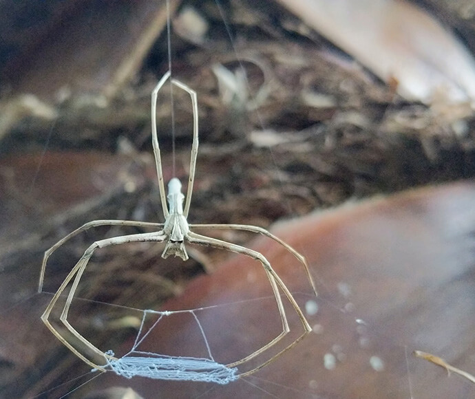 A delicate, beige spider with long, thin legs hangs upside down in its web against a blurred natural background, evoking a sense of fragility and intricacy.