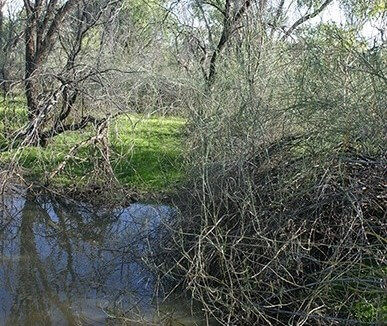 Photograph of Aponogeton queenslandicus in Nocoleche Nature Reserve, showing the aquatic plant with its distinctive leaves and flowers in a natural wetland habitat.