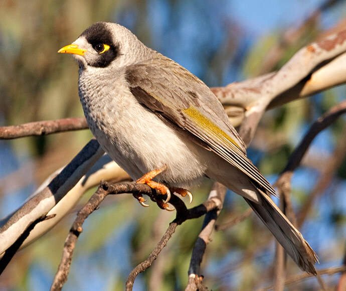 A small grey and yellow noisy miner bird with a black mask around its eyes perches on a branch against a blurred natural background, conveying a peaceful tone.