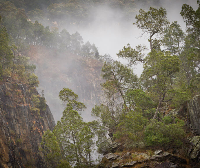 The image shows a misty forest scene with a rocky cliff. The trees are predominantly evergreen, and the mist creates a mystical and serene atmosphere. The rocky cliff adds a dramatic element to the landscape, with the trees growing on and around it. The mist partially obscures the background, giving the scene a sense of depth and mystery.