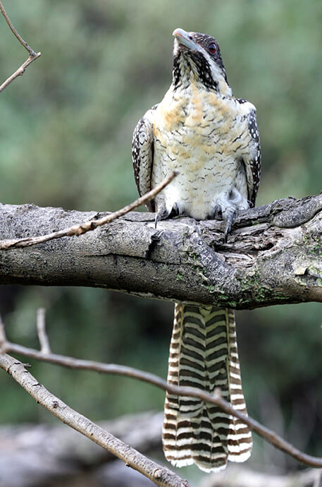 A large bird with black and white speckled plumage and a long striped tail perched on a branch, set against a blurred green background, exuding tranquillity.