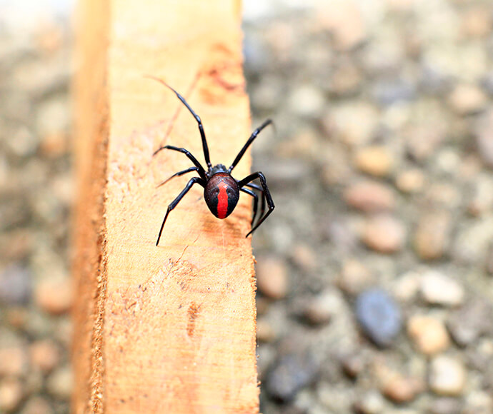 A black spider with a red stripe on its back crawls along a wooden plank. The background is blurred, showing grey and brown pebbles.