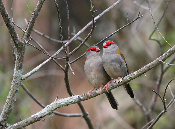 Two red-browed finches perch closely on a mossy branch. Their gray bodies and vibrant red facial markings add a touch of colour to the muted, natural background.