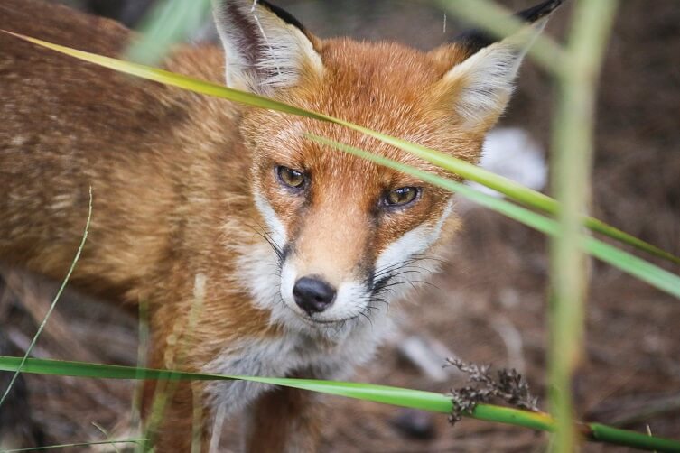 A fox (Vulpes vulpes) near Royal National Park, looking directly at the camera while standing in the bush, with a few long leaves in the foreground.