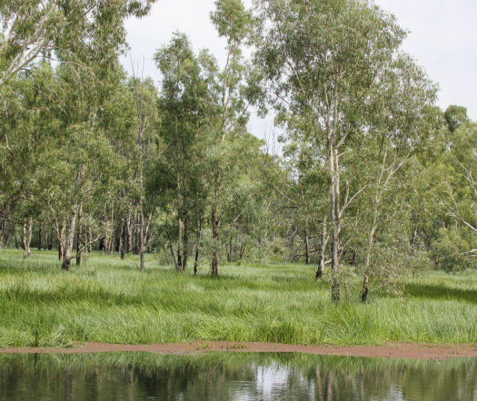 The image shows a natural landscape featuring a dense grove of trees, likely eucalyptus, with tall green grass covering the ground. In the foreground, there is a body of water, possibly a pond or a small lake, reflecting the surrounding greenery. The scene appears to be a serene and lush wetland area, which could be interesting or relevant for studies related to ecology, botany, or environmental science.