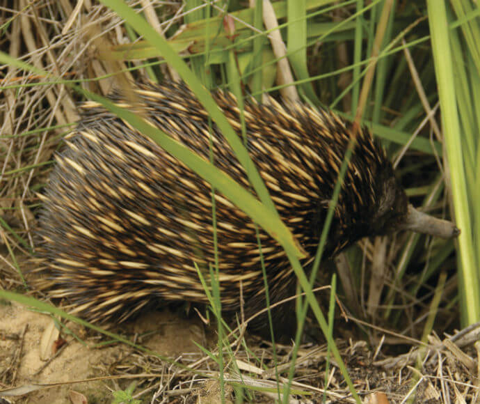 Photograph of a short-beaked echidna (Tachyglossus aculeatus), showing the animal’s spiny coat and elongated snout as it forages in its natural habitat.