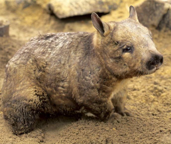 Photograph of a southern hairy-nosed wombat (Lasiorhinus latifrons), showing the animal’s distinctive fur and robust body as it moves through its natural habitat.