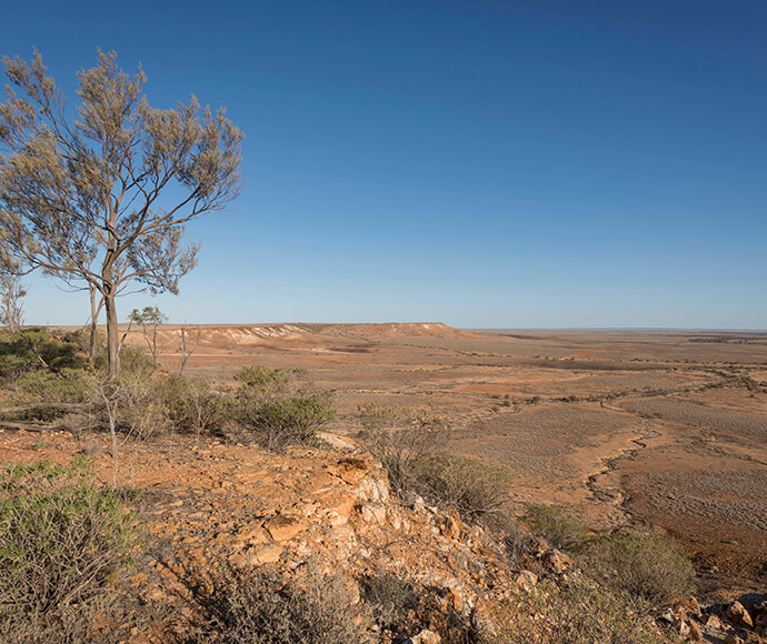 View from the Jump Up walking track in Sturt National Park, showing a vast, arid landscape with sparse vegetation and a clear blue sky. A lone tree stands to the left, overlooking the expansive terrain.