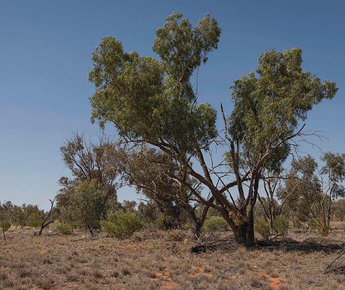 A tree with green foliage stands in a dry, arid landscape with sparse vegetation and other trees in the background under a clear blue sky at Sturt National Park.