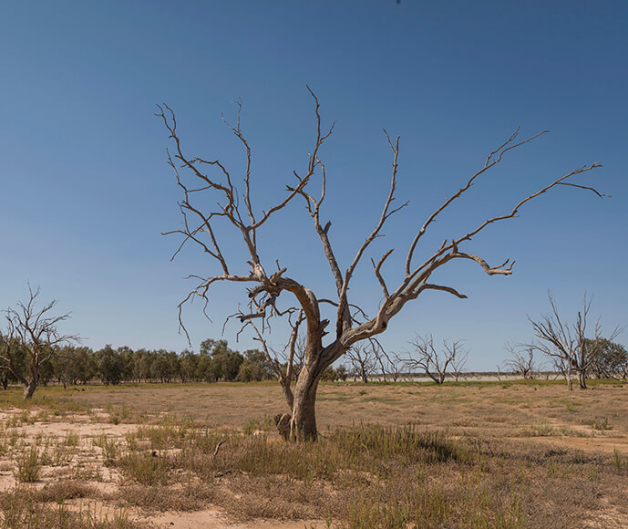 A barren landscape with a prominent dead tree in the foreground. The tree has twisted, leafless branches and stands on dry, cracked soil. In the background, there are more dead trees and a line of green trees further away under a clear blue sky.