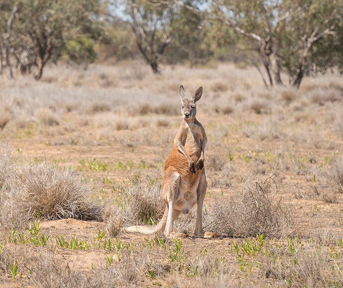 A Red kangaroo (Macropus rufus) standing upright amongst the Mitchell Grass in Sturt National Park, with trees blurred in the background.