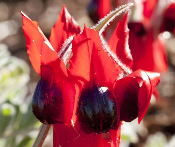 Photograph of Sturt’s Desert Pea (Swainsona formosa), showing the plant’s striking red flowers with black centers, set against a backdrop of its natural habitat.