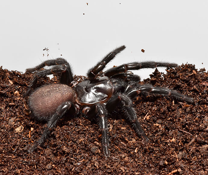 A large, shiny black spider with hairy legs crawls on rich, dark soil. The glossy surface of its body contrasts with the earthy, textured ground.