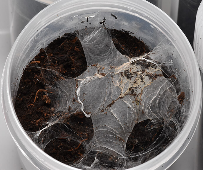 Plastic container filled with dark soil, covered by a thick, layered spider web. The web stretches in a star shape, creating a mysterious tone.