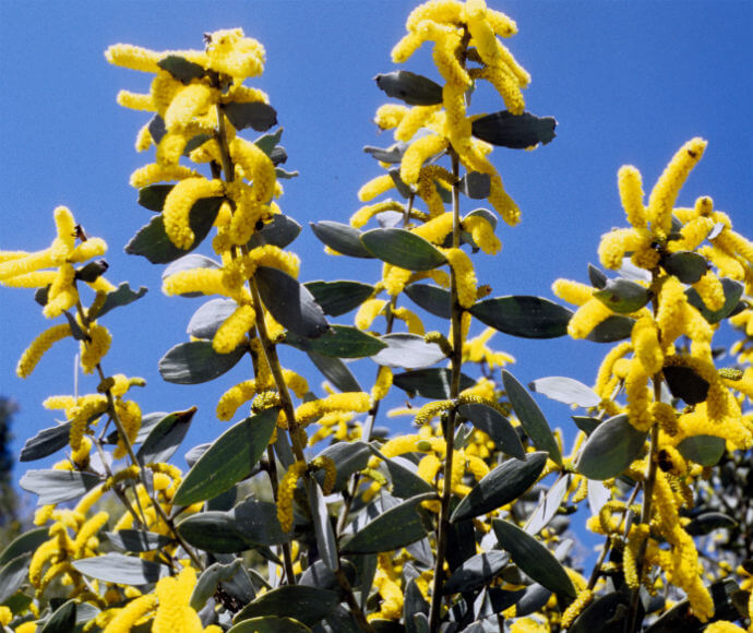 The image shows a close-up view of a plant with bright yellow flowers against a clear blue sky. The flowers are elongated and clustered, resembling fluffy caterpillars. The plant has green leaves that are oval-shaped and arranged alternately along the stems. This image is interesting because it captures the vibrant colors and unique structure of the flowers, highlighting the beauty of nature.