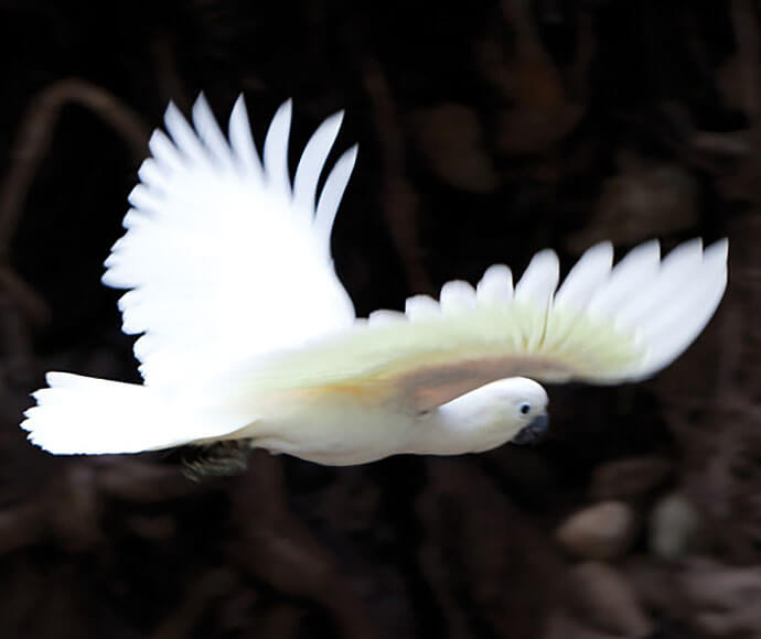 A close-up of a Sulphur-crested White Cockatoo (Cacatua galerita) in flight at Warrumbungle National Park, with its striking white feathers standing out against a dark background.