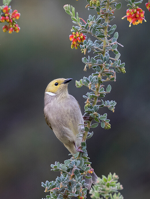 A small bird with a yellow head and gray body perches on a flowering branch with clusters of red and yellow flowers against a soft-focus background.