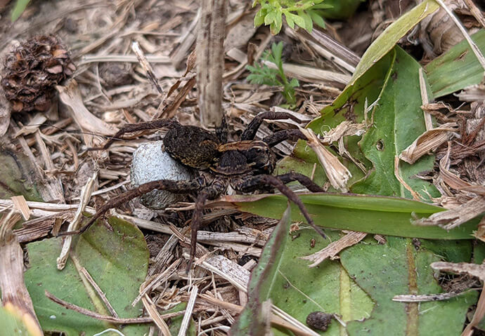 A dark brown spider carries a white egg sac on its back while moving across green leaves and dry twigs on the ground, showcasing natural wildlife behaviour.