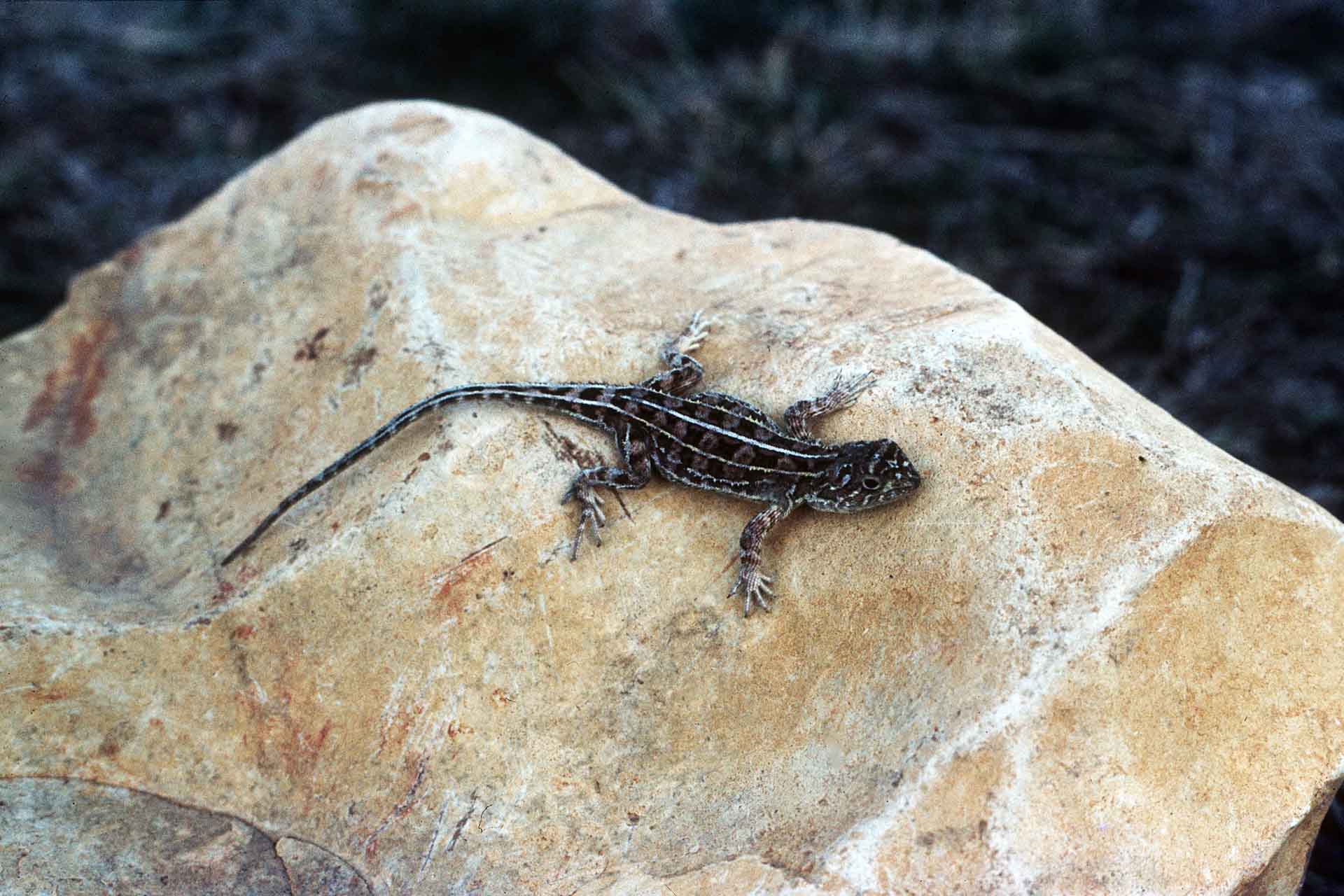 Small lizard with black and white markings sitting on a rock