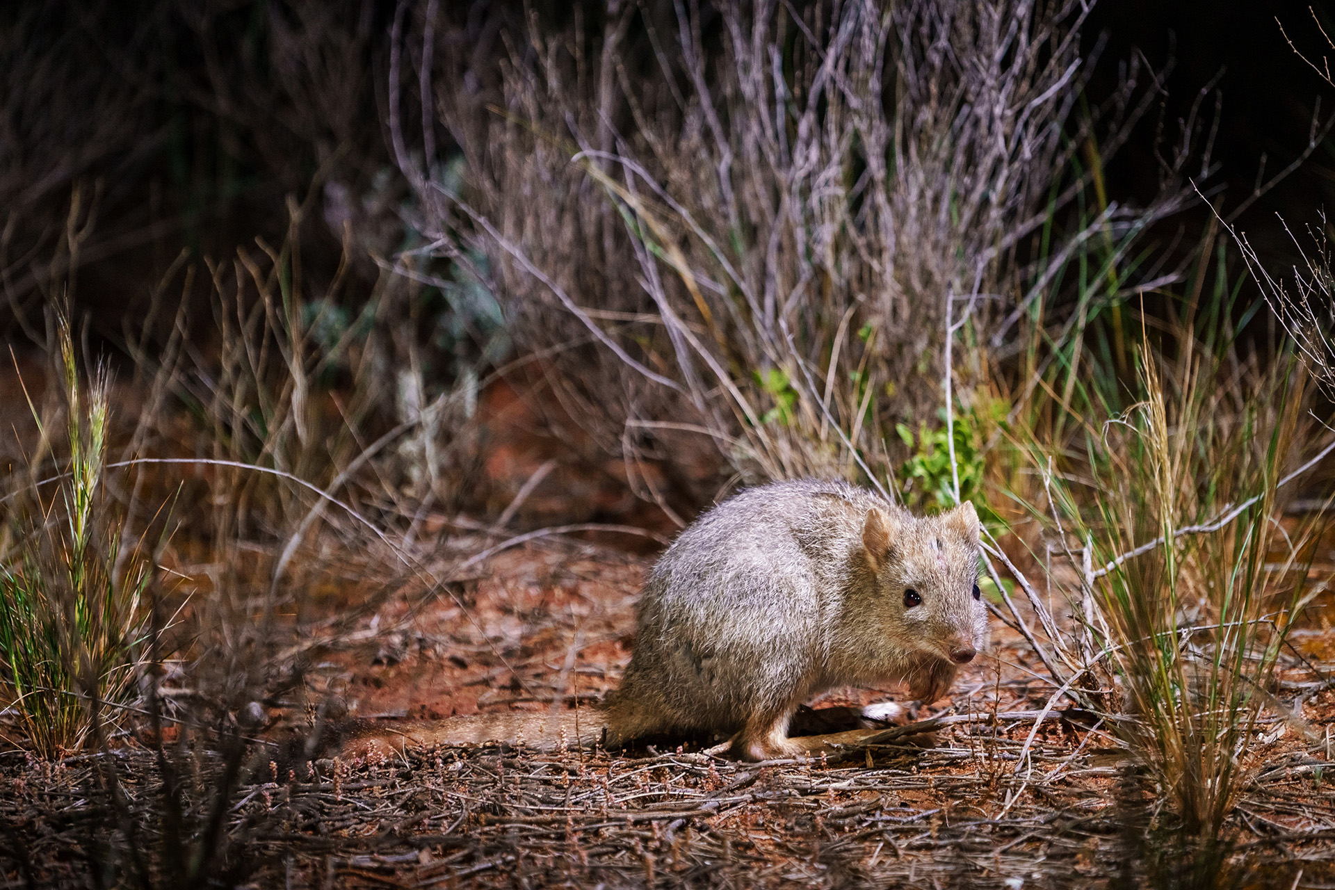 Small mouse-like mammal with roo-like tail and back legs