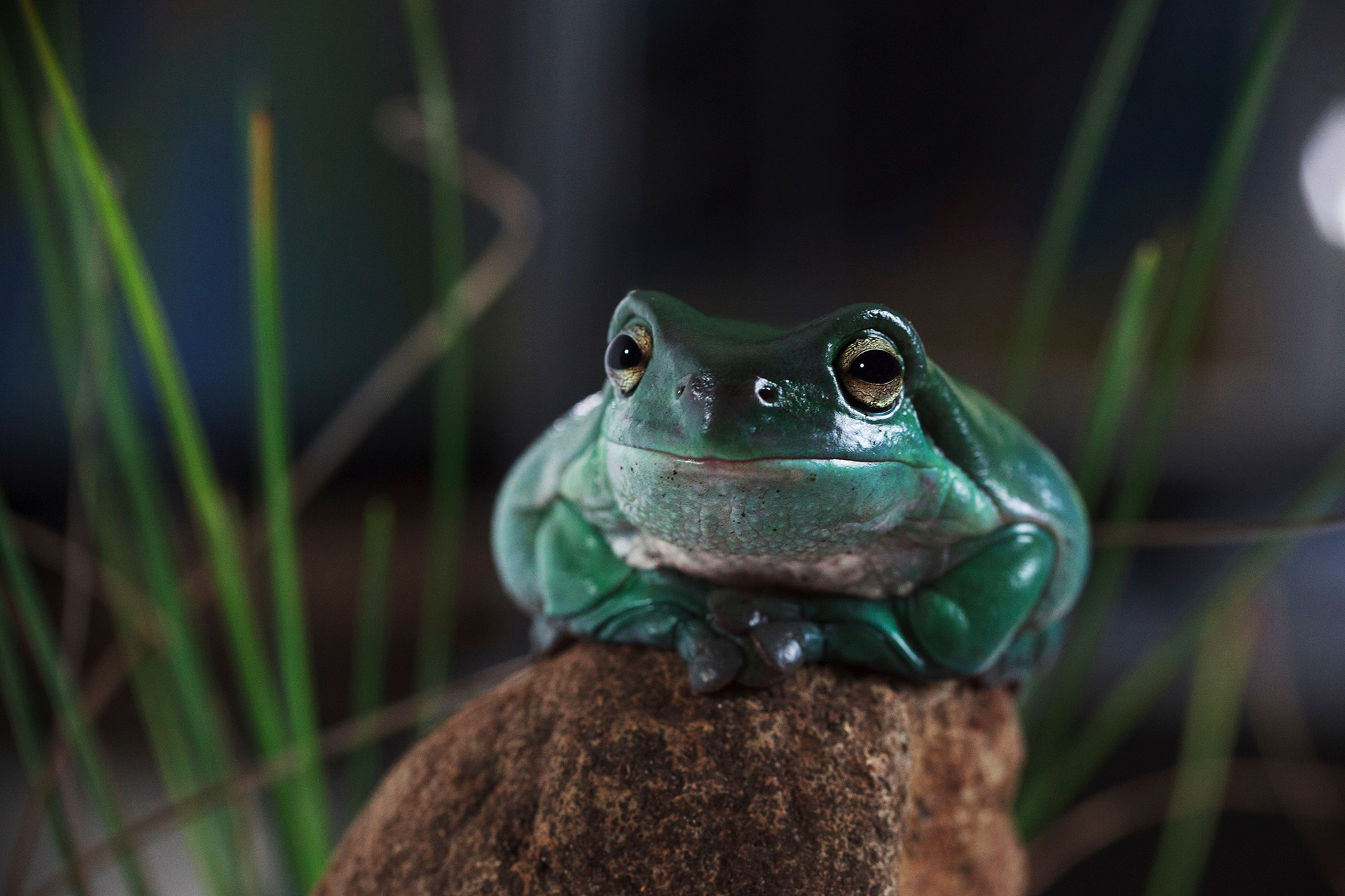 A contemplative green frog on a rock