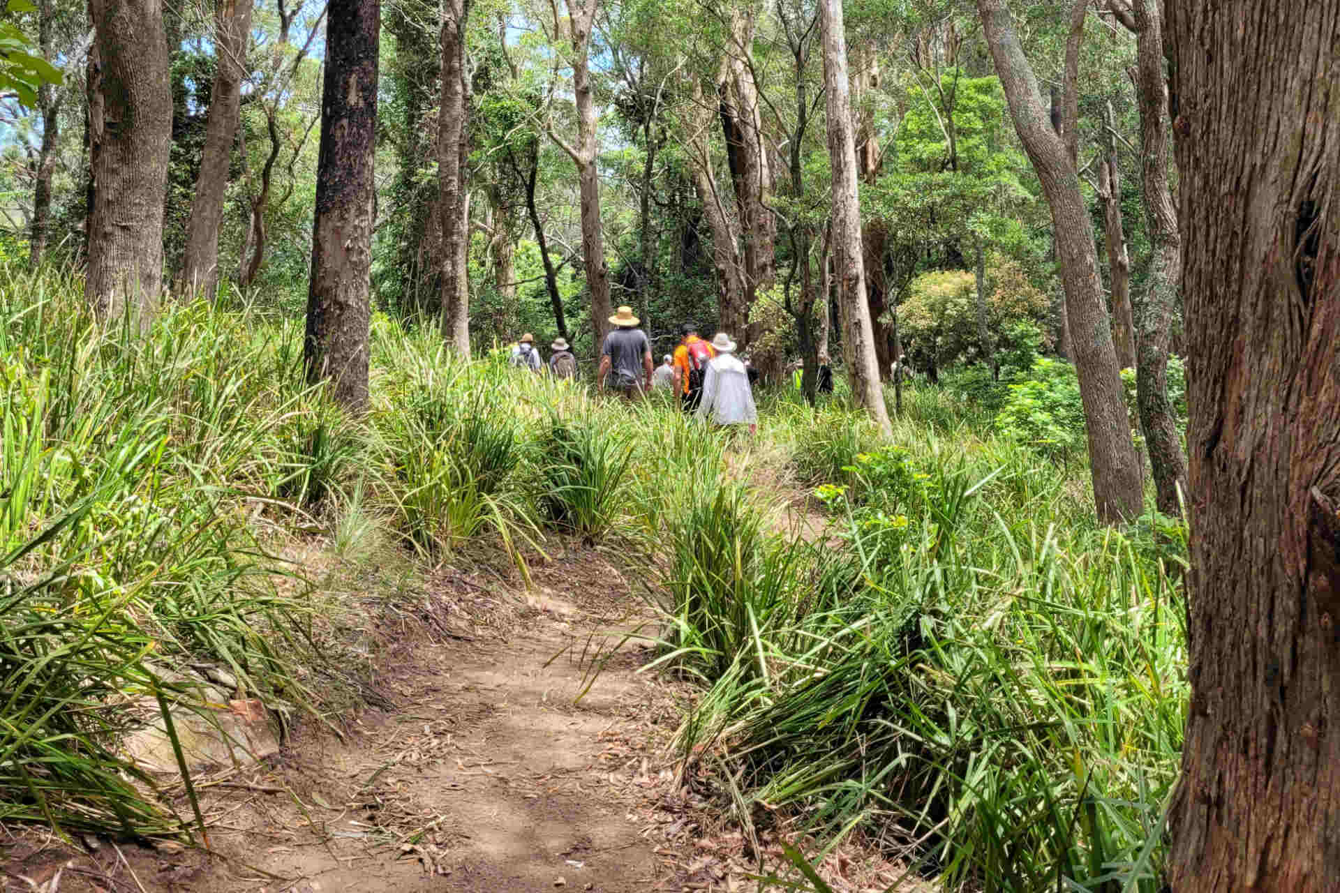 A group of hatted people is just visible at the end of a dirt trail through thick clumps of native grass and slender trees