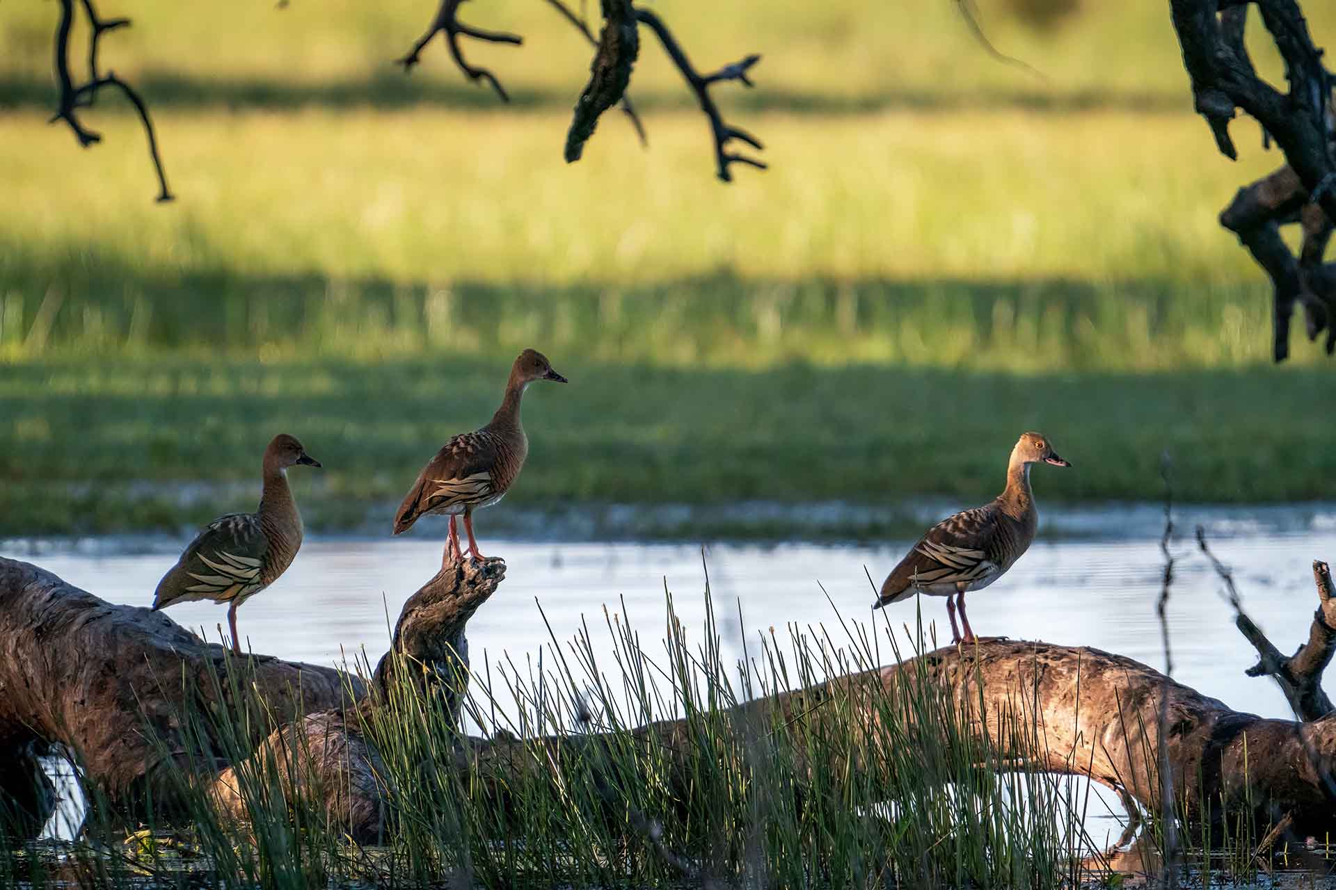 Three brown ducks standing on a log by a riverbank