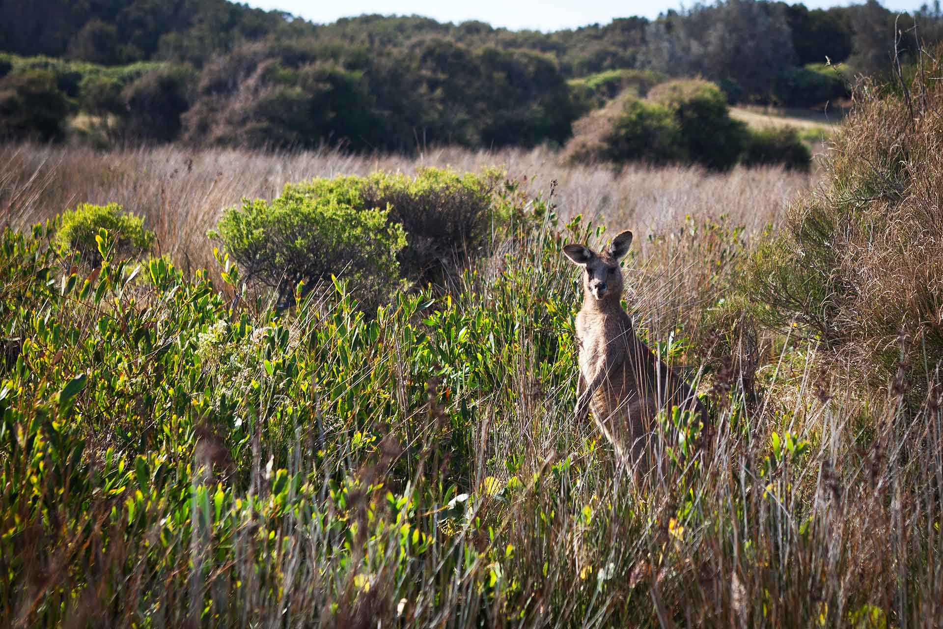 Kangaroo standing amongst scrub and grasses