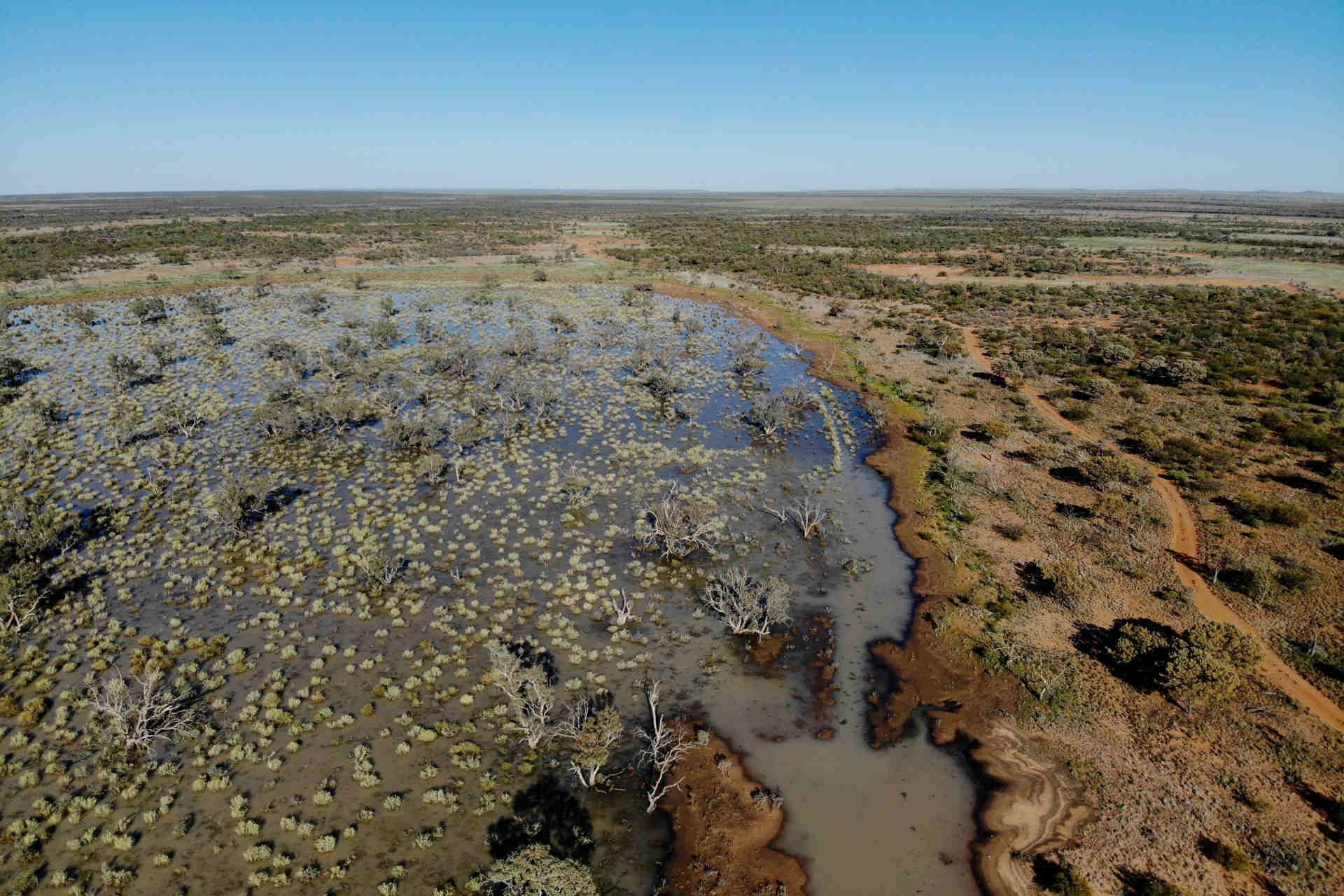 An aerial view of a wetland area in a long flat plain stretching to the horizon; there is a distinct watery area with shallow areas visible and many plants and trees growing from the water