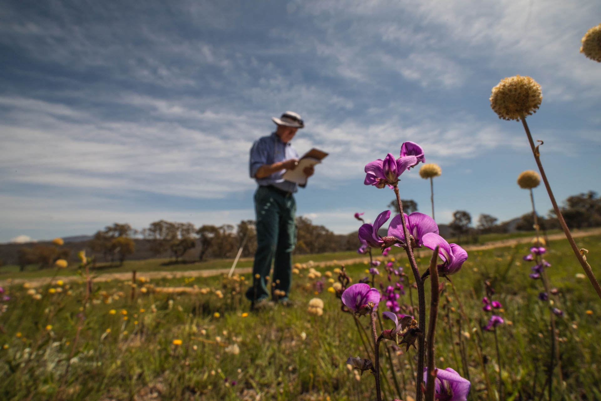 In focus in the foreground, a flowering plant with thick purple-ish stems and purple flowers with petals gently curved this way and that way; out of focus in the background a man with a clipboard in a field with other flowering plants under a wide blue sky