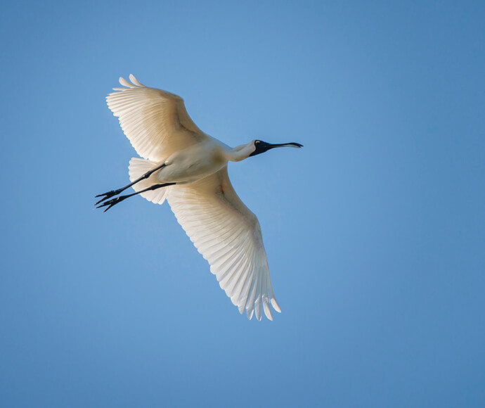 Royal spoonbill flying in a clear blues sky. The sun is above it and shining through its white wings. 