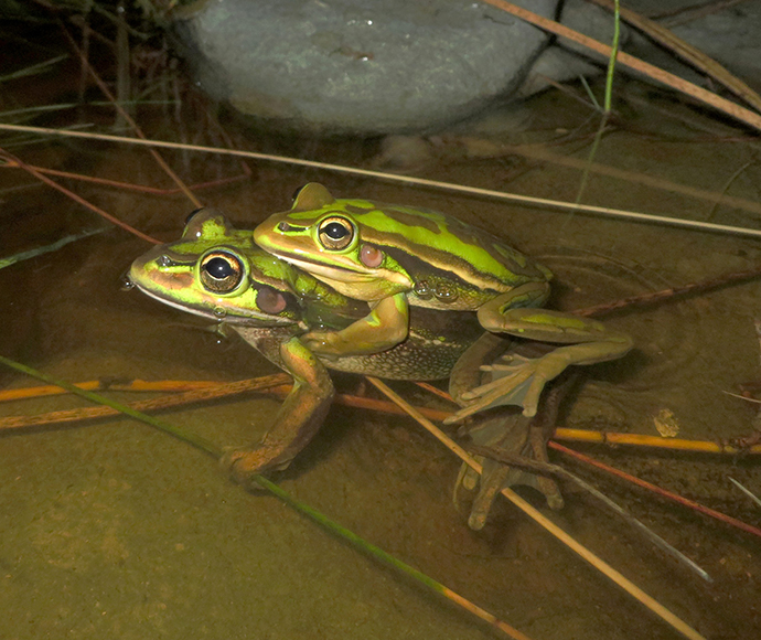 Two frogs on top of each other in shallow water.