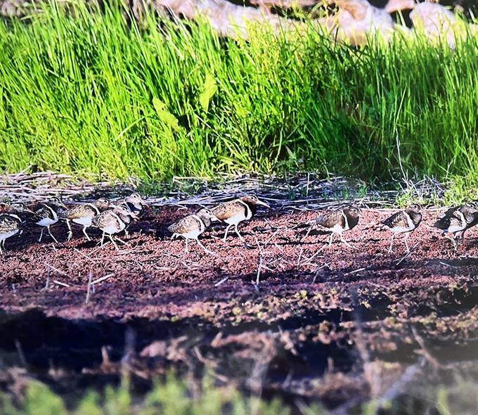 Small striped birds by waterside