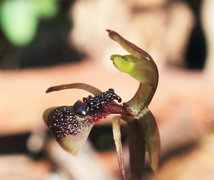 Small orchid with hood and lip