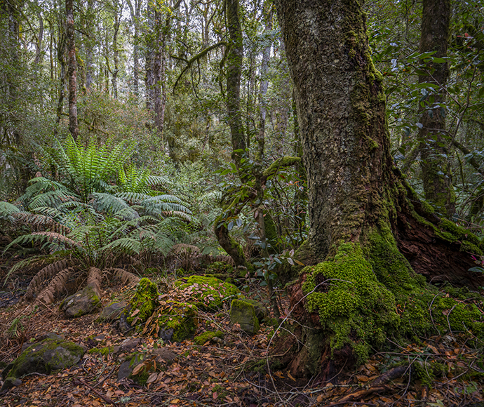 Barrington Tops National Park