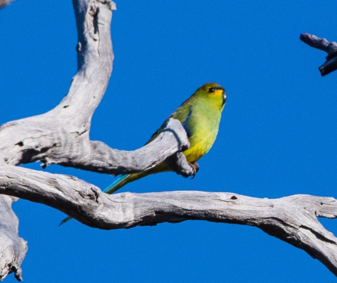 Blue-winged parrot (Neophema chrysostoma)