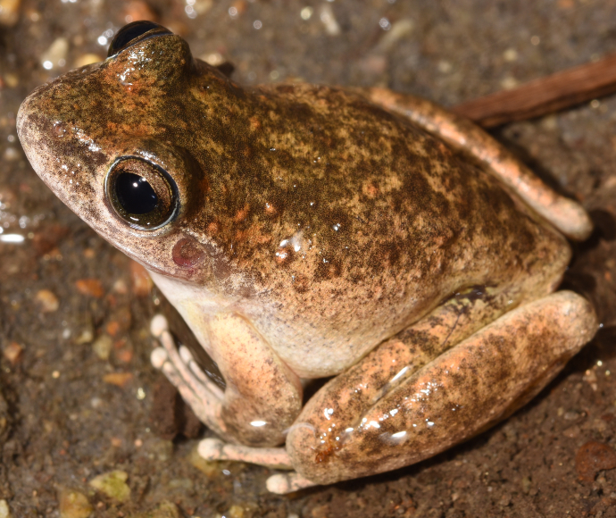 Close up of a Booroolong frog sitting in a puddle.