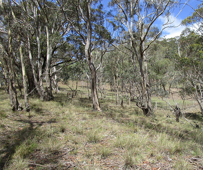 Box gum woodland