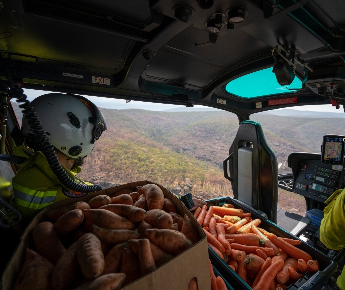 A pilot flies a helicopter full of sweet potato and carrots ready to drop them over the bushland