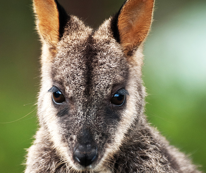 Brush-tailed rock-wallaby (Petrogale penicillata)