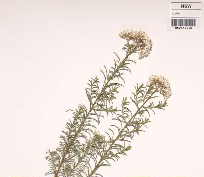 A botanical specimen with several small, clustered flowers at the tips of branching stems, labeled NSW LOAN: NSW834650